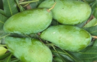nong san mien tay lan luot rot gia
