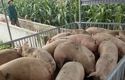 Giá heo hơi tăng 200%, tái đàn ồ ạt rủi ro cho người chăn nuôi