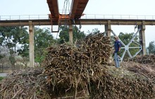 Doanh nghiệp mía đường đang là 'con nợ' của người trồng mía