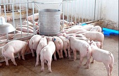 Giá heo hơi hôm nay 23/12: Miền Bắc lên 35.000 đồng, miền Trung đồng loạt tăng giá