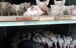 Giá heo hơi hôm nay 8/2: Biến động ở miền Bắc, tăng nhẹ ở miền Nam