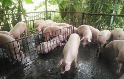 Giá heo (lợn) hơi hôm nay (30/10): Miền Bắc tiếp tục đi xuống