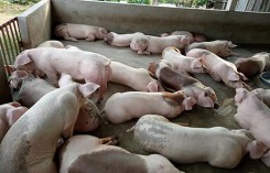 Giá heo hơi hôm nay 26/7: Miền Nam tăng 2.000, có nơi đạt 51.000 đồng