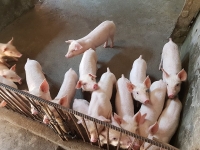 cp viet nam bat tay nong dan chan nuoi heo theo chuoi khep kin