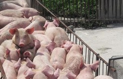 Giá heo (lợn) hơi hôm nay (8/9): Miền Bắc có nơi tăng 2.000 đồng/kg