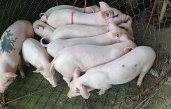 Giá heo hơi hôm nay 13/7: Ba miền cùng tăng giá