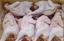 Gà Hàn Quốc bán đầy đường: Người nuôi cho thú cưng ăn?
