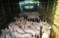 Giá heo (lợn) hơi hôm nay (6/9): Nơi cao nhất đạt 54.000 đồng/kg