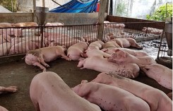 Giá heo (lợn) hơi hôm nay (10/12): Miền Bắc có nơi giảm 2.000 - 3.000 đồng/kg