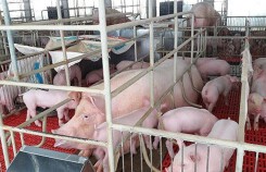 Giá heo (lợn) hơi hôm nay (13/11): Hai miền Bắc, Nam biến động