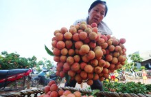 Gần 11.000 tấn vải thiều Bắc Giang xuất ngoại bằng máy bay