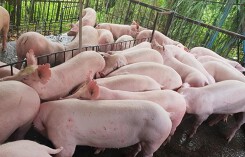 Giá heo hơi hôm nay 18/7: Ba miền cùng tăng giá, có nơi đạt 55.000 đồng
