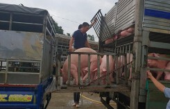 Giá heo (lợn) hơi hôm nay (17/11): Miền Nam cao nhất cả nước