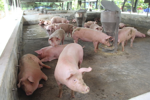 thuong lai o at gom heo hoi