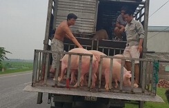 Giá heo (lợn) hơi hôm nay (8/11): Tiếp tục tăng ở miền Nam