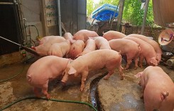 Giá heo (lợn) hơi hôm nay (9/12): Có nơi giảm còn 40.000 đồng/kg tại miền Bắc
