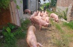 Giá heo (lợn) hơi hôm nay (23/9): Ba miền cùng tăng trong tuần