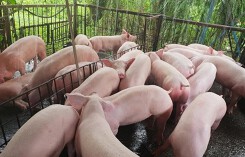 Giá heo hơi hôm nay 24/7: Miền Bắc tiếp tục tăng lên 56.500 đồng/kg