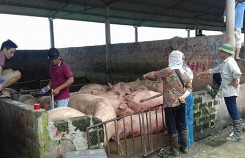 Giá heo (lợn) hơi hôm nay (10/9): Tiếp tục tăng ở cả 3 miền
