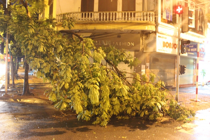 ha noi bao so 3 chua vao dat lien cay da do