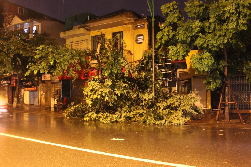 ha noi bao so 3 chua vao dat lien cay da do