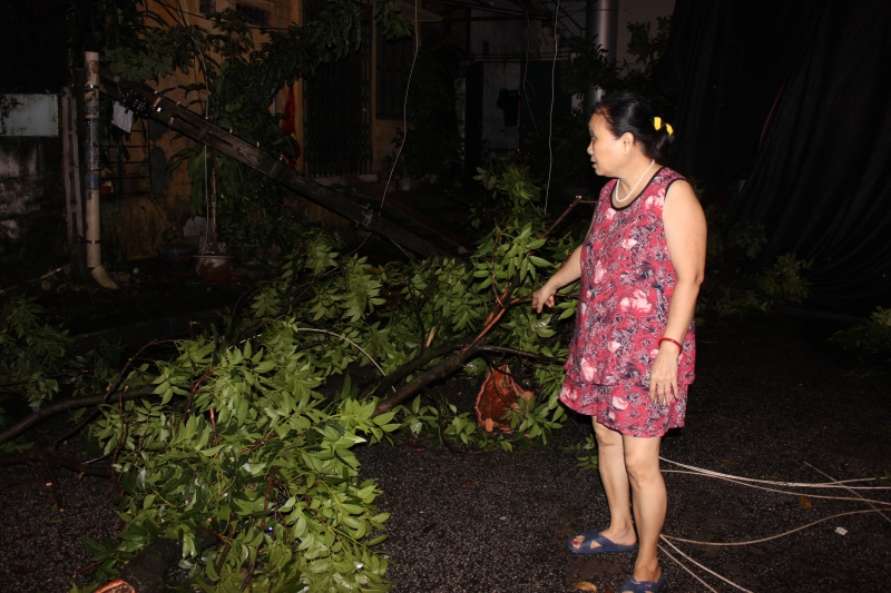ha noi bao so 3 chua vao dat lien cay da do