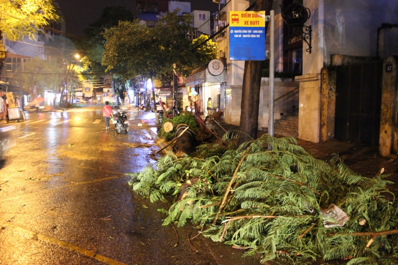 ha noi bao so 3 chua vao dat lien cay da do