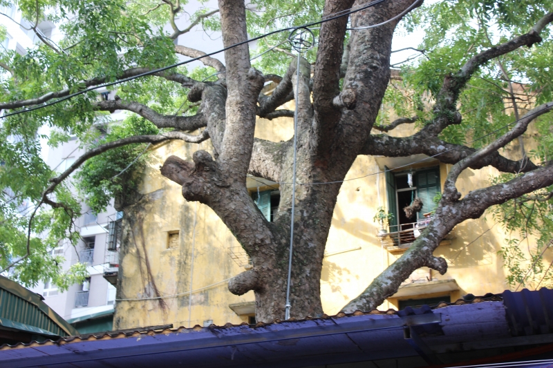 ha noi dan tai mat vi cay xa cu doa do truoc bao so 3