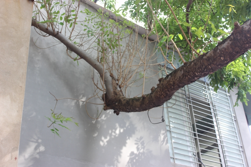ha noi dan tai mat vi cay xa cu doa do truoc bao so 3