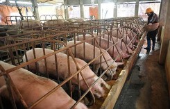 Giá heo hơi vừa tăng nhẹ người chăn nuôi lại lo đối phó dịch lở mồm long móng và tai xanh