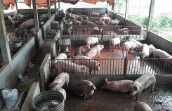 Giá heo hơi hôm nay 22/8: Giá tăng nhẹ, Quảng Ngãi ngừng hỗ trợ nuôi heo