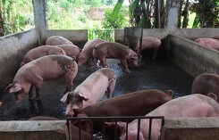 Quan chức Cục Chăn nuôi đưa ra dự báo giá heo hơi từ nay đến Tết
