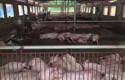 Giá heo hơi hôm nay 25/8: Miền Bắc tăng nhẹ, miền Nam giảm mạnh
