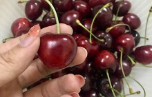 Cherry VIP sang chảnh giá triệu bạc, tuần vẫn bán vài trăm kg cho đại gia