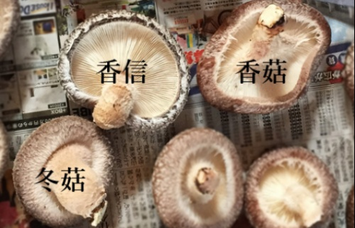 hoa cuc da lat tang gia chong mat truoc ram thang 7
