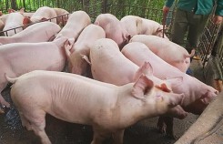 Giá heo (lợn) hơi hôm nay (30/12): Miền Trung giảm nhiều nhất trong tuần