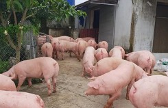 Giá heo (lợn) hơi hôm nay (31/12): Bình quân miền Nam 50.000 đồng/kg