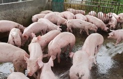 Giá heo (lợn) hơi hôm nay (7/12): Tăng lên 54.000 đồng/kg ở miền Nam