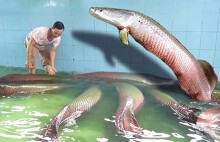 Đại gia Việt 'săn' thủy quái lớn nhất thế giới về thả ao chơi vui