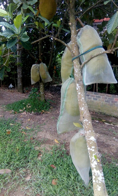 phat hien giong mit nghe co mui sieu khung