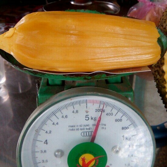 phat hien giong mit nghe co mui sieu khung