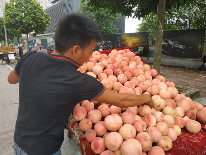 su that ve man dao khong lo dong mac nong san sa pa