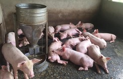 Giá heo hơi hôm nay 6/9: Giá heo tiếp tục tăng nhẹ ở vài nơi