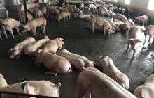 Hàng nghìn con lợn bị tiêm thuốc an thần trước khi mổ: Tiết lộ lý do khiến người dùng phát hoảng