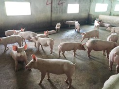 Giá heo hơi tuần qua 30/10 - 5/11: Giá heo tăng vượt mốc 30.000 đồng một kg