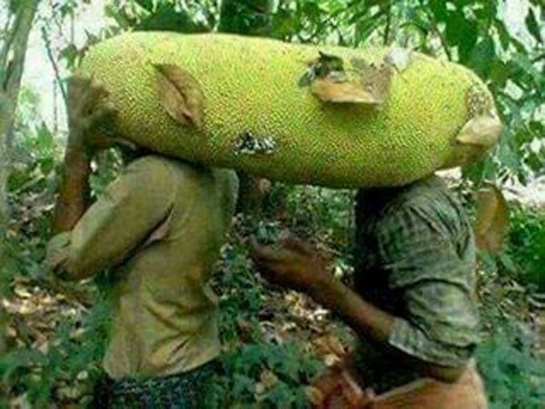 loai qua cuu tinh tuong lai the gioi thu tam thuong lan loc o viet nam