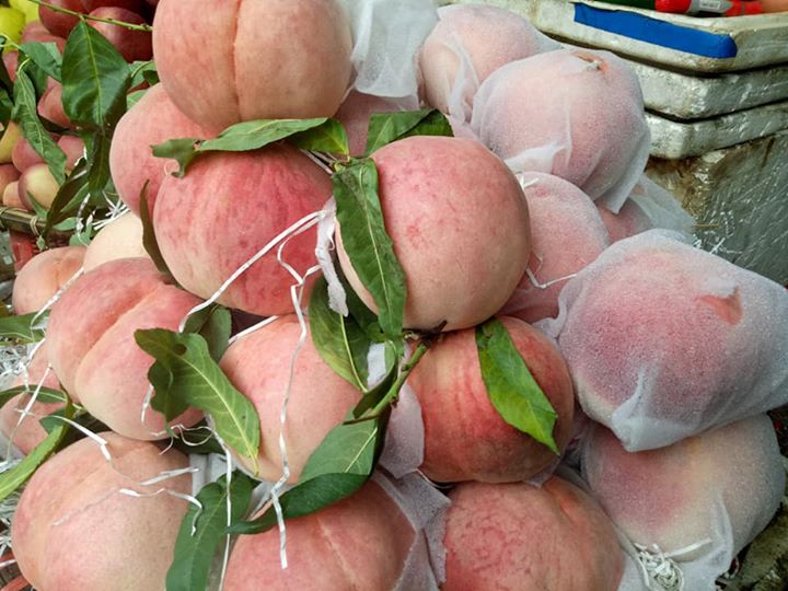 su that dao tien khong lo moi xuat hien 1kgqua re nhu rau muong