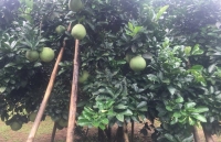 nghe lam dau lan phuc vu tet trung thu