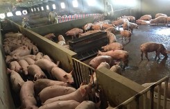 Giá heo (lợn) hơi hôm nay (9/10): Nhiều nơi xuống dưới 50.000 đồng/kg