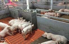 Giá heo (lợn) hơi hôm nay (1/1): Hai miền Bắc Nam giảm 2.000 đồng/kg